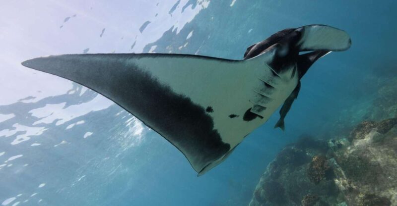 The Window: Manta Ray Dive at La Reina - Pricing and Booking