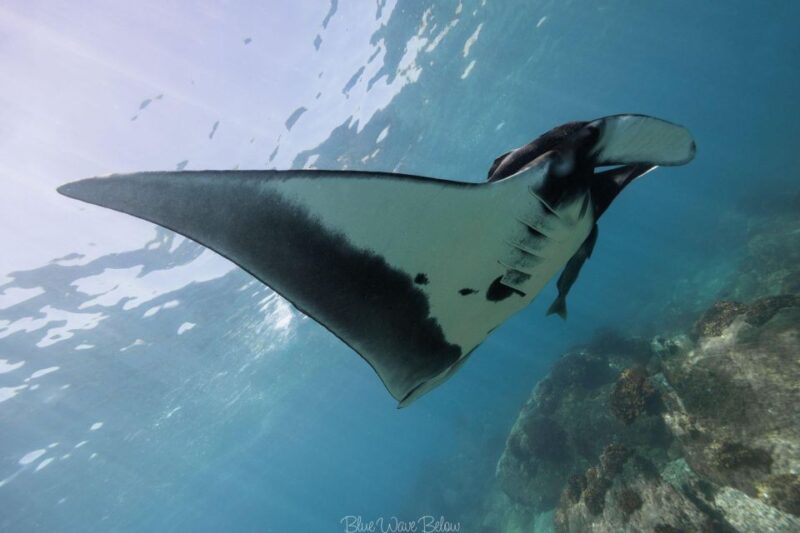 The Window: Manta Ray Dive at La Reina - Transportation and Meals