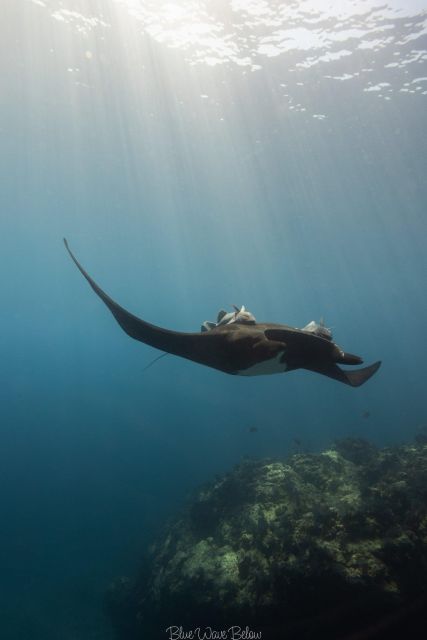 The Window: Manta Ray Dive at La Reina - Frequently Asked Questions