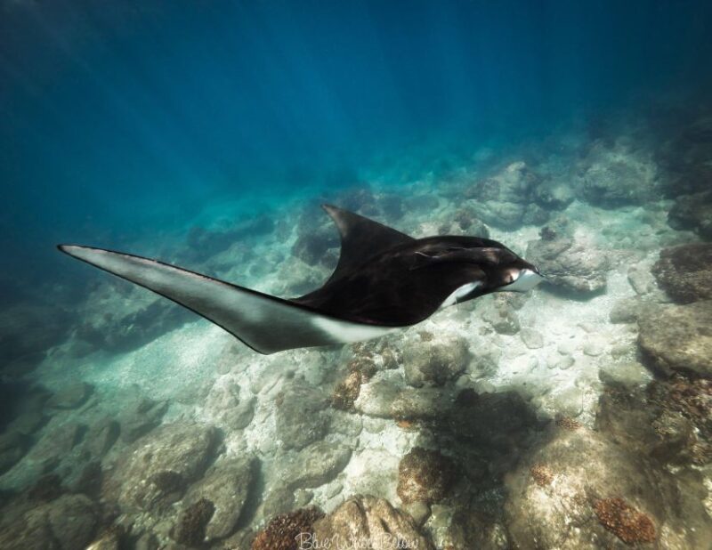 The Window: Manta Ray Snorkeling Adventure - Key Points