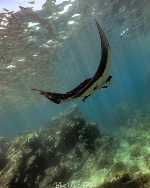 The Window: Manta Ray Snorkeling Adventure - Booking Options
