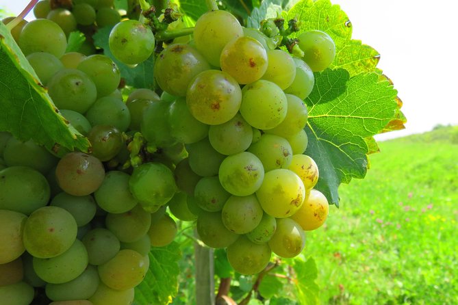 The Wine Route by Bike - Customizable for Families
