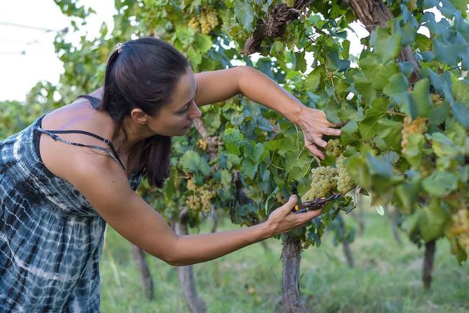 The Wine Route From San Juan - Key Points