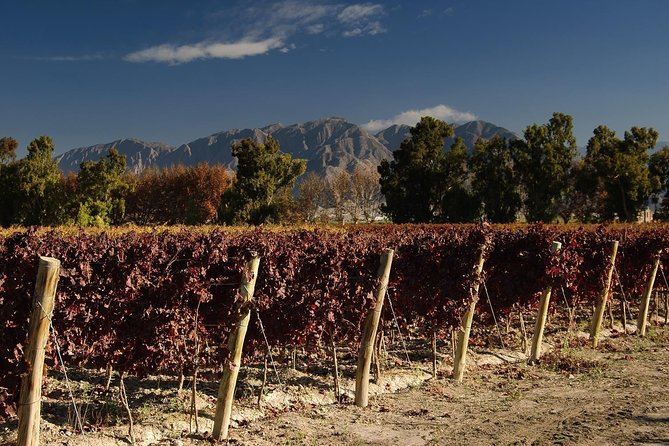 The Wine Route From San Juan - Customer Feedback and Experiences