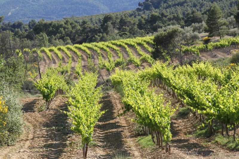 The Wines of Provence.... a Must to Discover ! - Frequently Asked Questions
