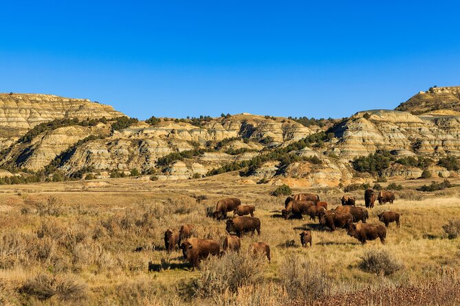 Theodore Roosevelt National Park Self-Guided Driving Audio Tour - Tour Availability and Considerations