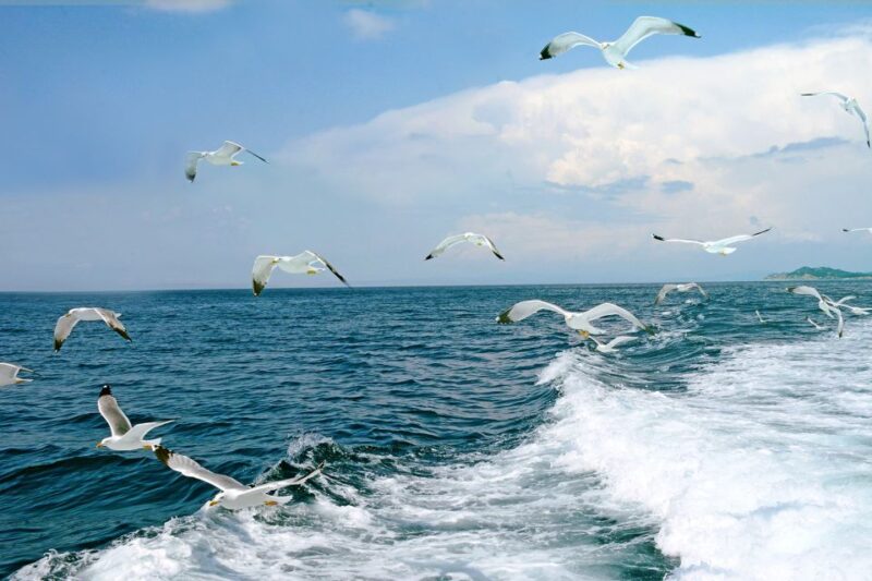 Thessaloniki: Day Trip to Ouranoupoli With Mt. Athos Cruise - Inclusions and Costs