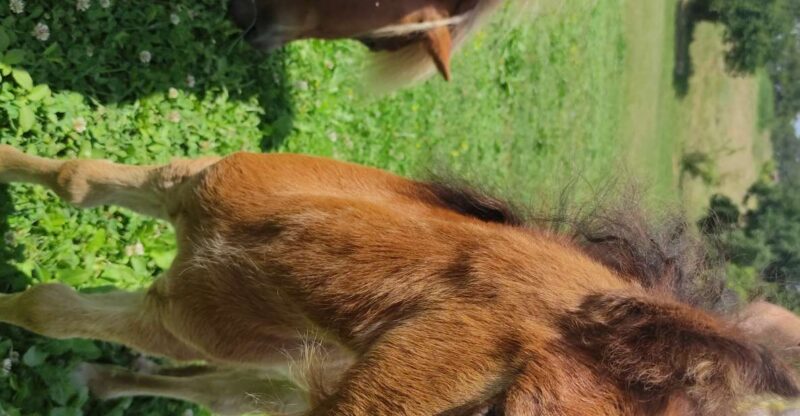 Thessaloniki: Farm Visit and Horse Riding - Itinerary