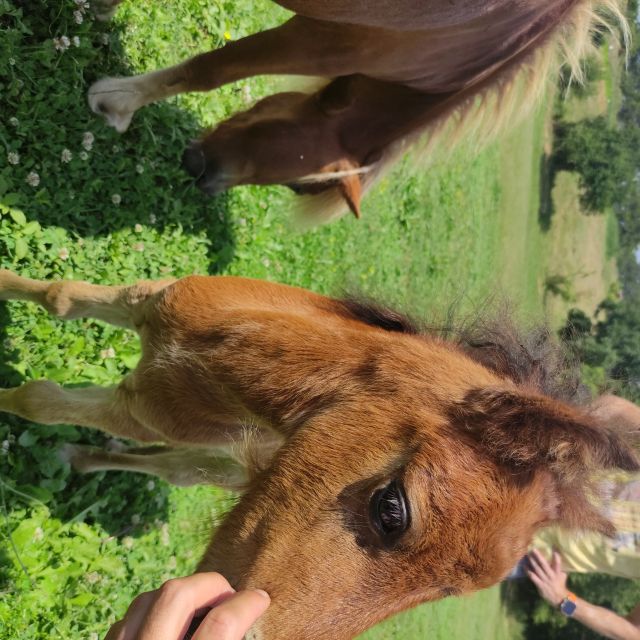 Thessaloniki: Farm Visit and Horse Riding - Frequently Asked Questions