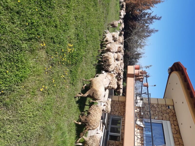 Thessaloniki: Private Greek Cooking Class and Meal at a Farm - Booking Details and Cancellation Policy