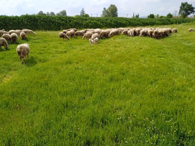 Thessaloniki: Private Greek Cooking Class and Meal at a Farm - Meeting Point and Transportation