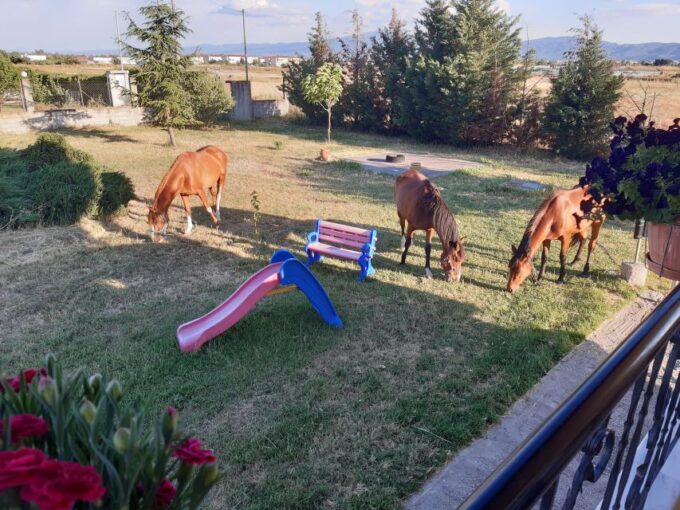 Thessaloniki: Private Greek Cooking Class and Meal at a Farm - Cooking Diploma and Takeaways
