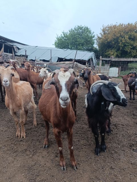 Thessaloniki: Visit a Farm and a Traditional Village - Engaging With Goats and Sheep