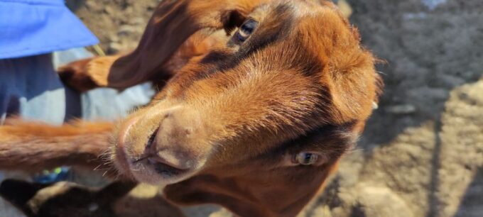 Thessaloniki: Visit a Farm and a Traditional Village - Frequently Asked Questions