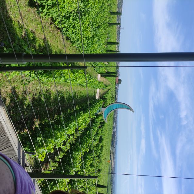 Thessaloniki: Winery Visit With Wine Tasting Experience - Renowned Winery in North Greece