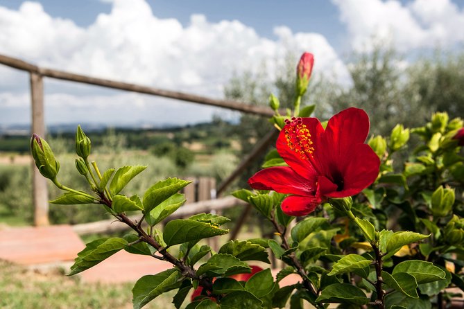 Think of a Romantic Meal in the Olive Trees Shade, Accompanied by Tuscan Wines! - Dining in the Tuscan Countryside