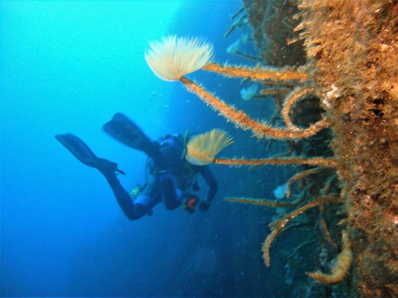 Third: Angra Do Heroísmo Scuba Diving Tour With 2 Dives - Booking and Cancellation