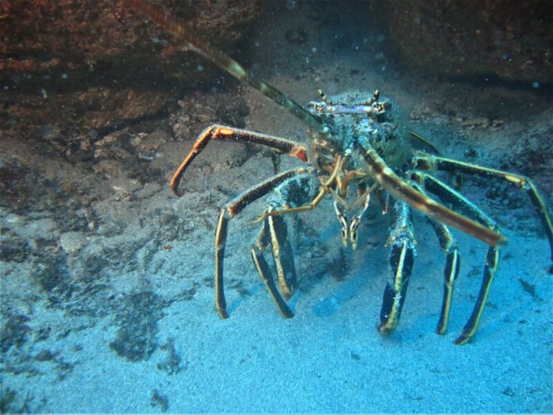 Third: Angra Do Heroísmo Scuba Diving Tour With 2 Dives - Diving Details
