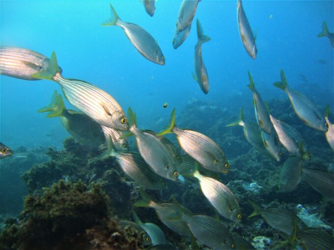 Third: Angra Do Heroísmo Scuba Diving Tour With 2 Dives - Equipment Rental