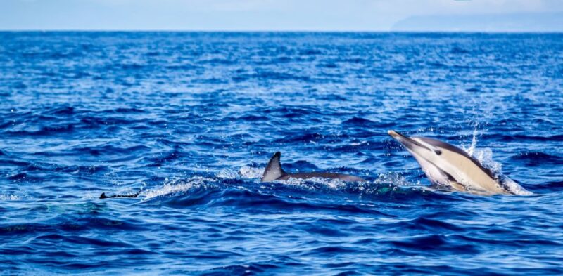 Third: Boat Tour and Swimming With Dolphins - Key Points