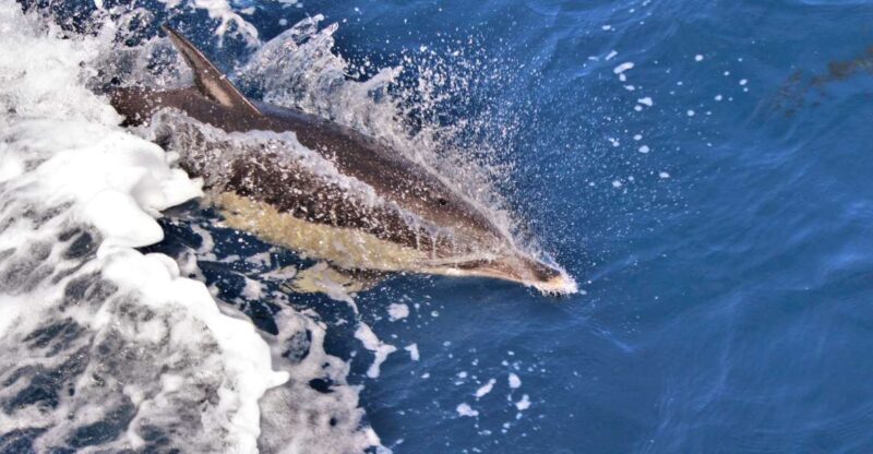 Third: Boat Tour and Swimming With Dolphins - Pricing and Reservation Details