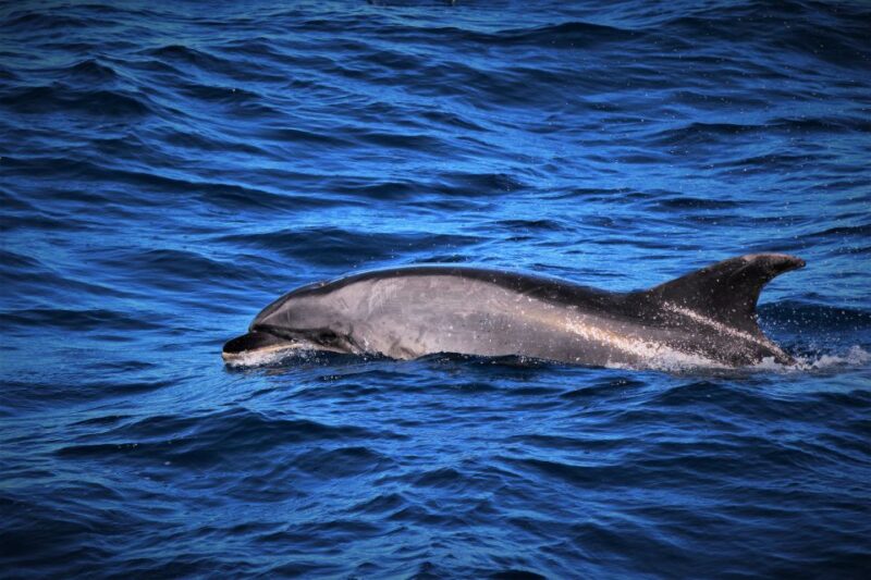 Third: Boat Tour and Swimming With Dolphins - Highlights of the Experience