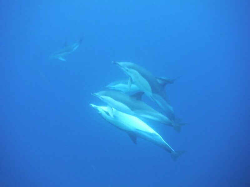 Third: Boat Tour and Swimming With Dolphins - Meeting Point and What to Bring