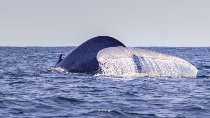 Third: Half-Day Dolphin and Whale Watching Tour - Experience Highlights