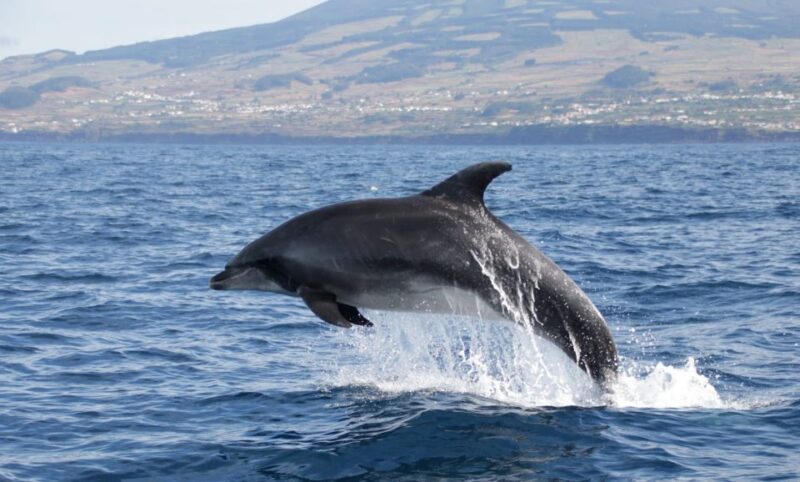 Third: Half-Day Dolphin and Whale Watching Tour - Booking Information