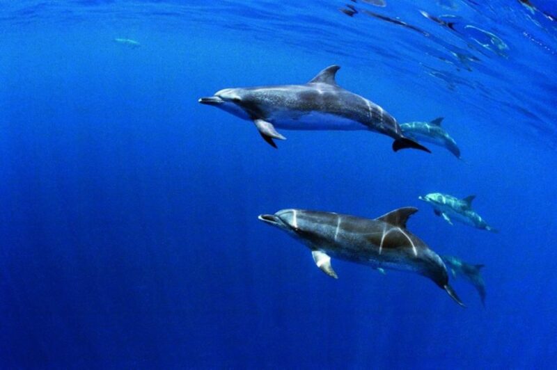 Third: Half-Day Dolphin and Whale Watching Tour - What to Bring