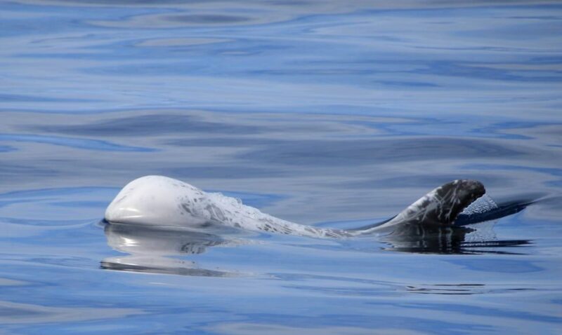 Third: Half-Day Dolphin and Whale Watching Tour - Customer Reviews