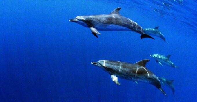 Third: Half-Day Dolphin and Whale Watching Tour - Cetacean Diversity