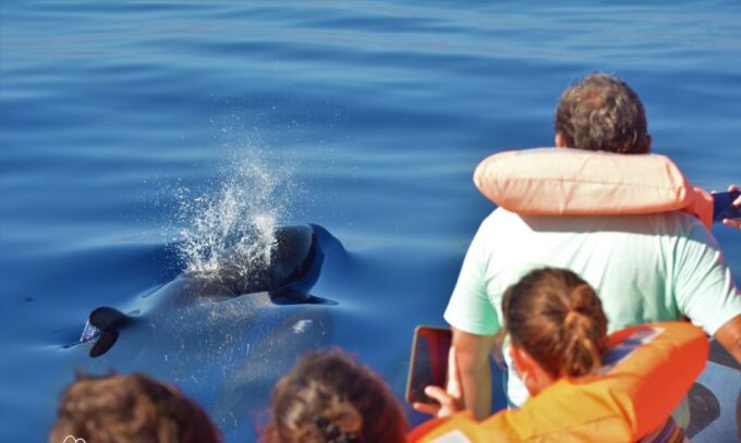 Third: Half-Day Dolphin and Whale Watching Tour - Expert Guidance