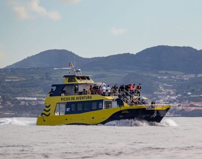 Third: Half-Day Dolphin and Whale Watching Tour - Scenic Coastline