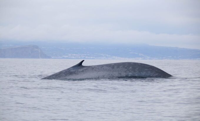 Third: Half-Day Dolphin and Whale Watching Tour - Frequently Asked Questions