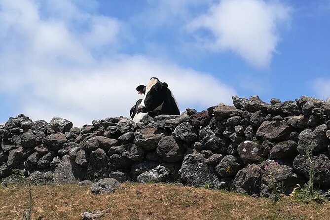 Third Island Transfers Azores - Pricing Details