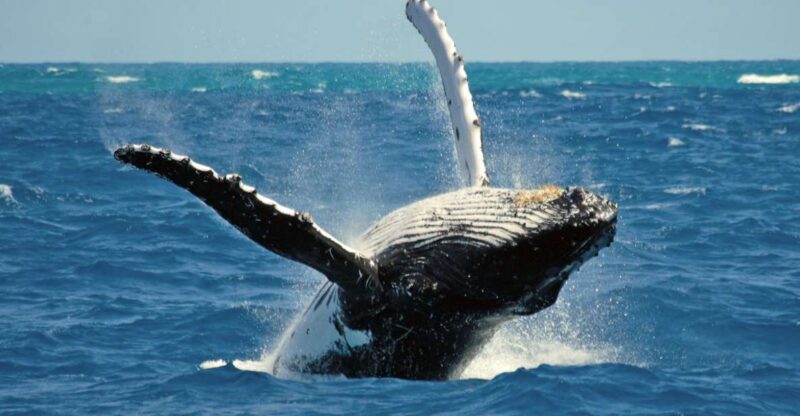 Third Island Whale Watching and Jeep Tour - Key Points