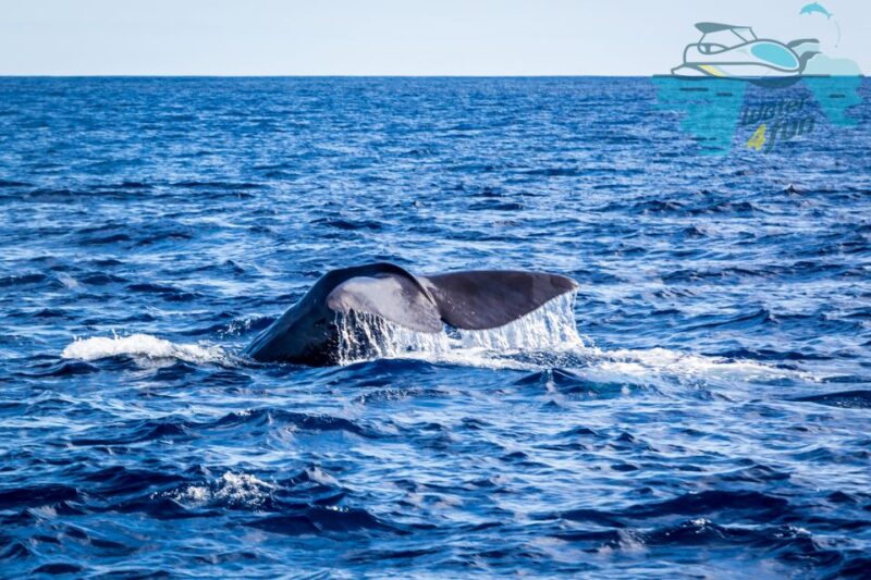Third: Whale and Dolphin Watching in a Zodiac Boat - Sighting Success Rate