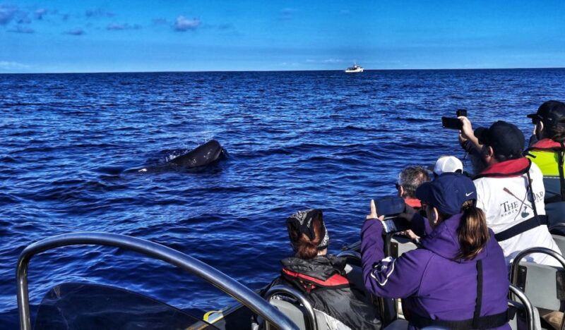 Third: Whale and Dolphin Watching in a Zodiac Boat - Marine Creature Species
