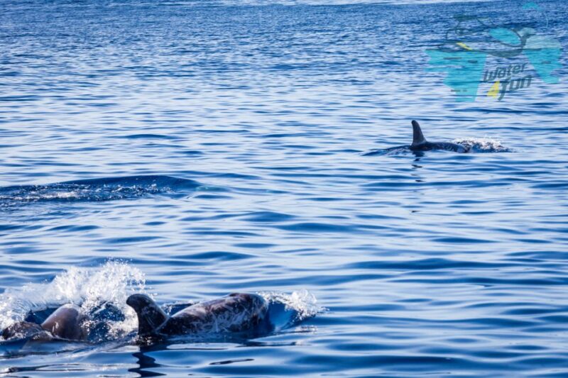 Third: Whale and Dolphin Watching in a Zodiac Boat - Guided Whale Spotting