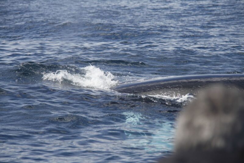Third: Whale and Dolphin Watching in a Zodiac Boat - Small Group Experience