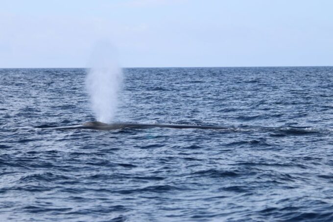 Third: Whale and Dolphin Watching in a Zodiac Boat - Participant Suitability