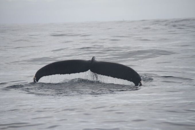 Third: Whale and Dolphin Watching in a Zodiac Boat - Customer Feedback Highlights