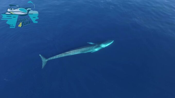 Third: Whale and Dolphin Watching in a Zodiac Boat - Booking Information