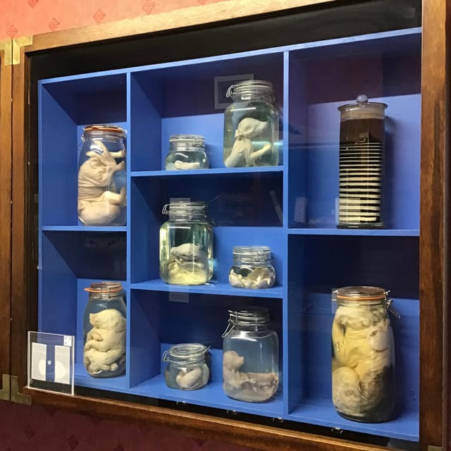 Thirsk: World of James Herriot Entry Ticket - Practical Information for Visitors