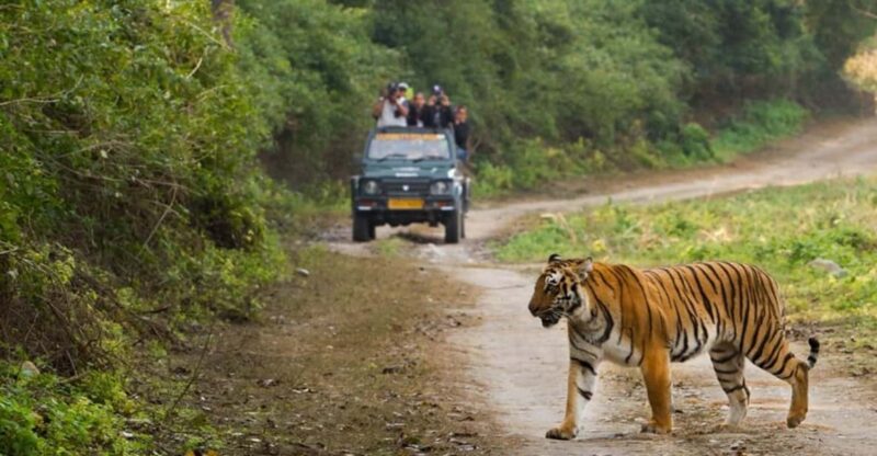 This 2-Day Tiger Safari Tour of Jim Corbett National Park - Itinerary Highlights