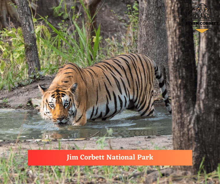 This 2-Day Tiger Safari Tour of Jim Corbett National Park - Accommodations
