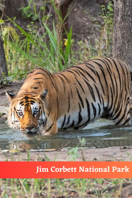 This 2-Day Tiger Safari Tour of Jim Corbett National Park - Park Safaris