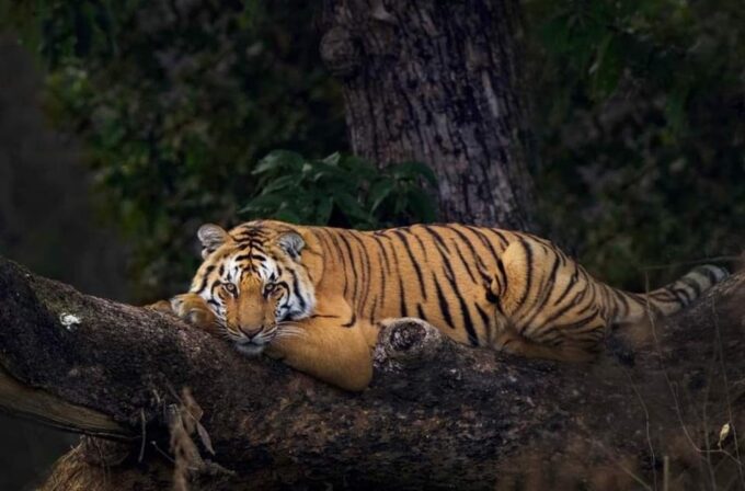 This 2-Day Tiger Safari Tour of Jim Corbett National Park - Customer Support