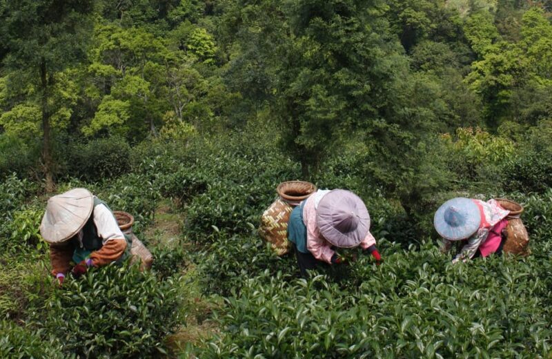 Thousand Island Lake and Pinglin Tea Plantation From Taipei - Customer Feedback and Ratings